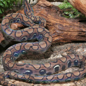 Anery Brazilian Rainbow Boa for sale.