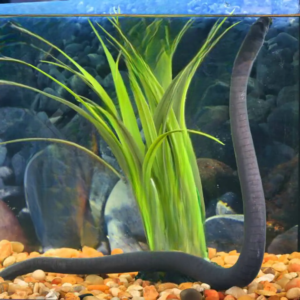 Aquatic Caecilian for sale.