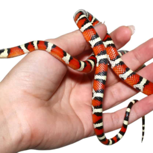 Arizona Mountain Kingsnake for sale.