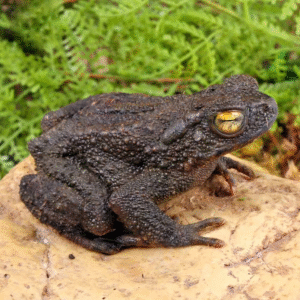 Asian Giant River Toad for sale