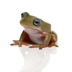 Australian Blue Eye Dumpy Tree Frog for sale