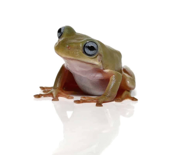 Australian Blue Eye Dumpy Tree Frog for sale