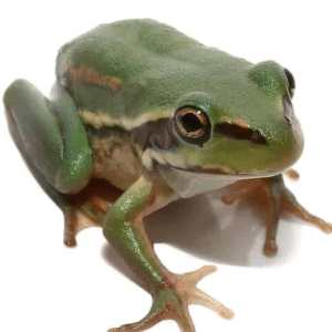 Australian Golden Bells Tree Frog for sale