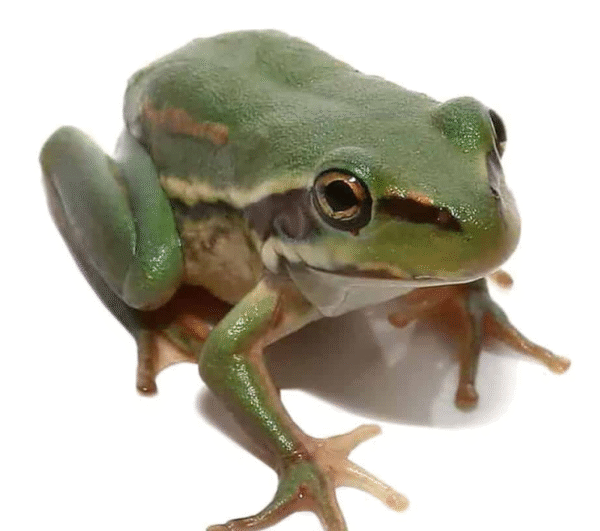 Australian Golden Bells Tree Frog for sale