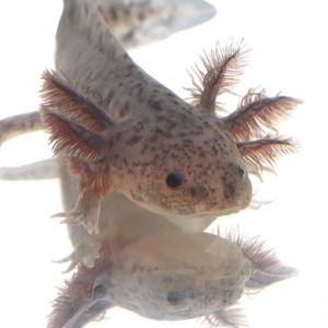 Axanthic Axolotl for sale.