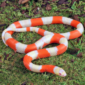 Baby Albino Honduran Milksnake for sale.