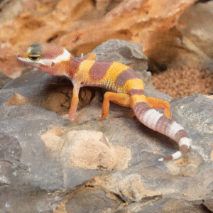 Baby Albino Leopard Gecko for sale