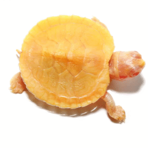 Baby Albino Red Ear Slider Turtle for sale