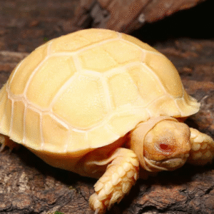Baby Albino Sulcata Tortoise available for sale
