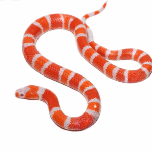 Baby Albino Tangerine Honduran Milksnake for sale