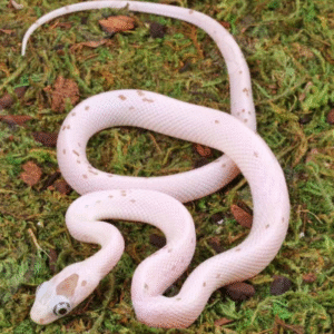 Baby Anery Palmetto Cornsnake for sale
