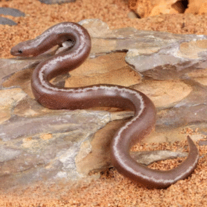 Baby Anery Striped Kenyan Sand Boa for sale