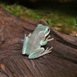 Baby Australian Blue Dumpy Tree Frog for sale