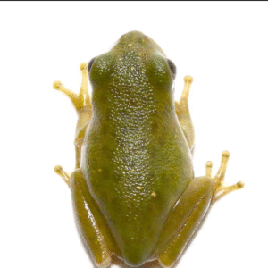 Baby Barking Tree Frog for sale