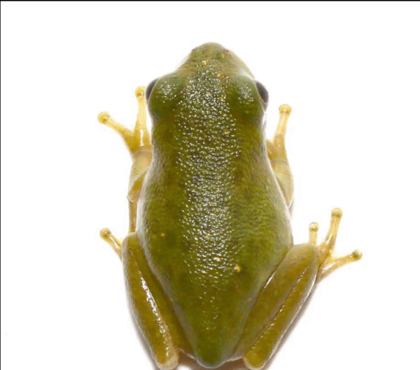 Baby Barking Tree Frog for sale