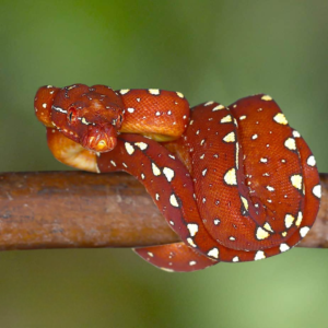 Baby Biak Green Tree Python for sale
