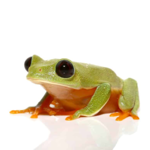 Baby Black Eyed Tree Frog for sale