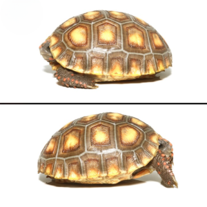 Baby Blonde Redfoot Tortoise available for sale