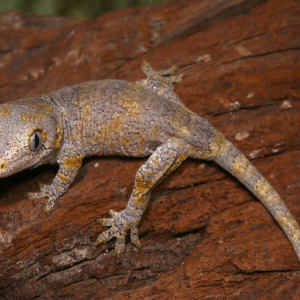 Baby Blotched Gargoyle Gecko for sale