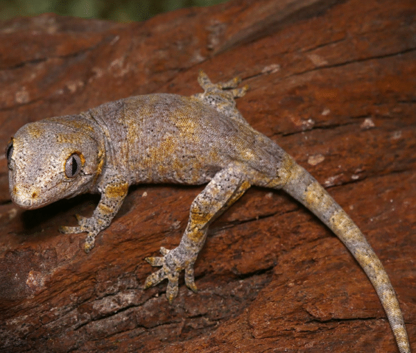 Baby Blotched Gargoyle Gecko for sale