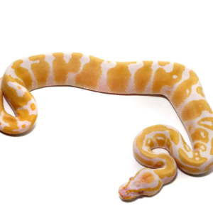 Baby Candy Albino Ball Python for sale