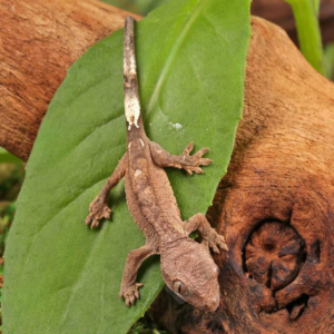 Baby Cappuccino Crested Gecko for sale