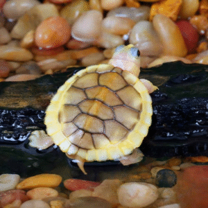 Baby Caramel Pink Red Ear Slider Turtle For Sale