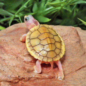 Baby Caramel Pink Red Ear Slider Turtle for sale