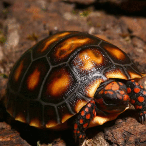 Baby Cherry Head Redfoot Tortoise for sale