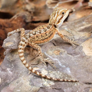 Baby Citrus Dunner Bearded Dragon for sale