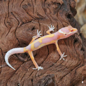 Baby Clown Albino Leopard Gecko for sale