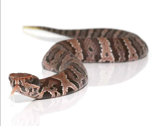 Baby Cotton Mouth Water Moccasin for sale