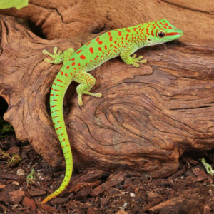 Baby Crimson Giant Day Gecko for sale