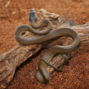 Baby D’Alberts White Lipped Python for sale