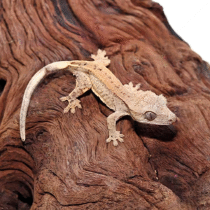 Baby Dalmatian Crested Gecko for sale