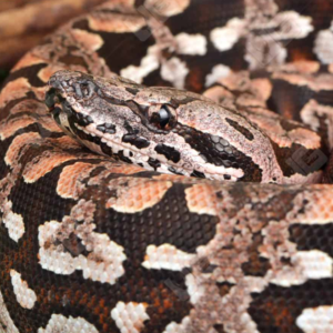 Baby Dumeril’s Boa for sale.