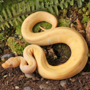 Baby Female Albino Gravel Pinstripe Ball Python for sale