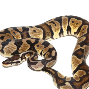 Baby Female Pastel Scaleless Head Het Albino Ball Python for sale