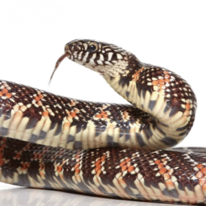 Baby Florida Kingsnake for sale.