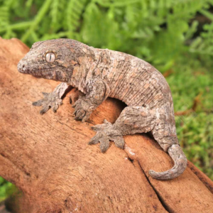 Baby GT x Yate x Mt. Khogis Leachianus Gecko for sale