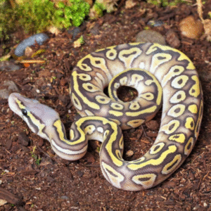 Baby Ghost Mojave Ball Python for sale