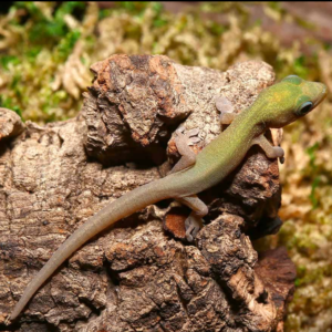 Baby Gold Dust Day Gecko for sale
