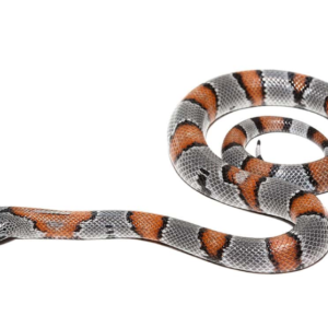 Baby Gray Banded Kingsnake for sale.