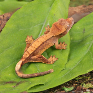 Baby Harlequin Crested Gecko for sale