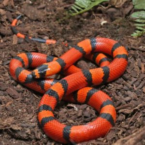 Baby Het Pearl Honduran Milksnake for sale