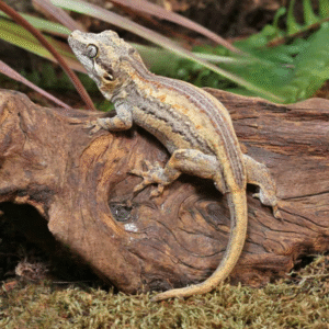 Baby High Contrast Striped Gargoyle Gecko for sale