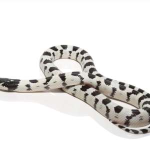 Baby High White California Kingsnake