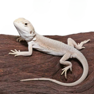 Baby High White Zero Bearded Dragon for sale