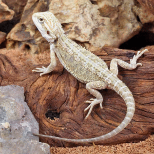 Baby Hypo Citrus Bearded Dragon (4 – 5”) for sale