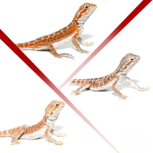 Baby Hypo Inferno Bearded Dragon 3 Pack for sale